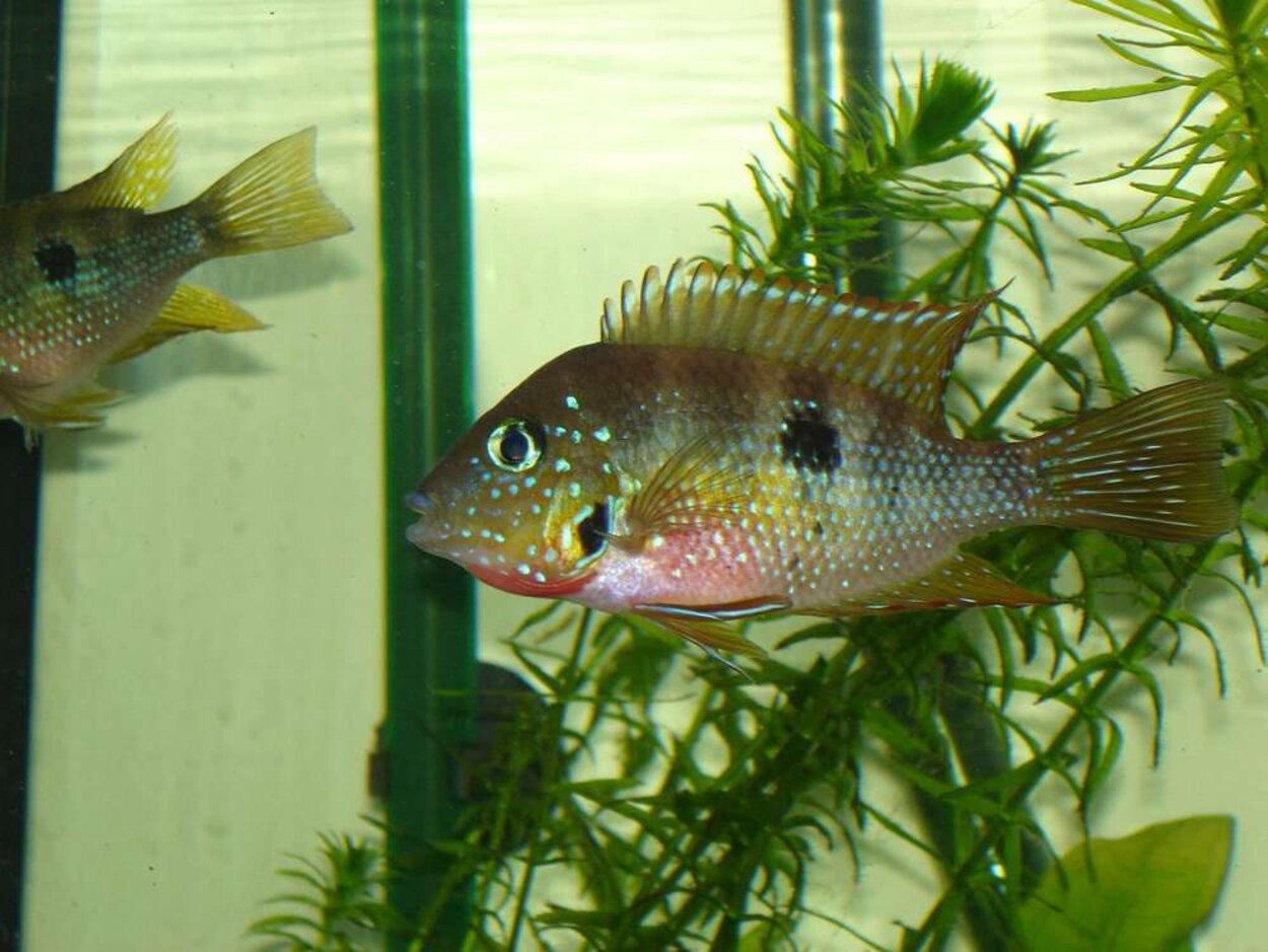 Thorichthys Maculipinnis, Ellioticiklid