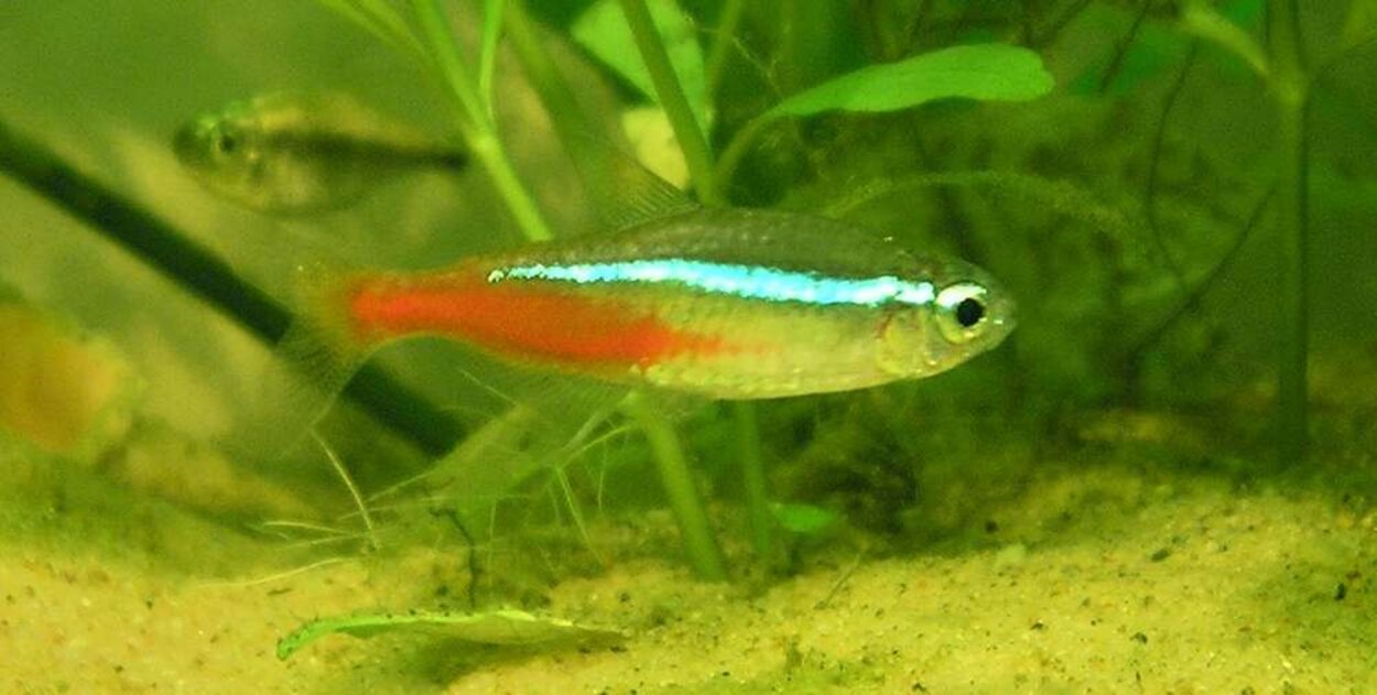 Neontetra