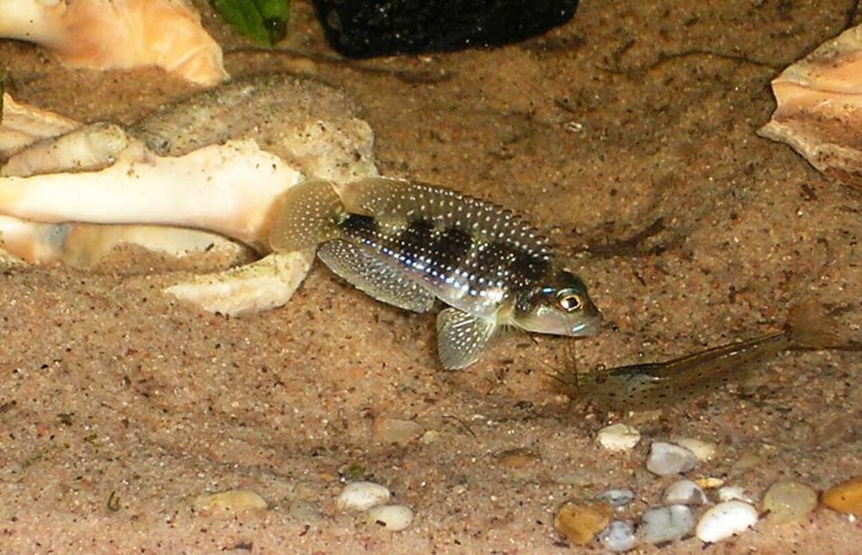 Herr Lamprologus stappersi