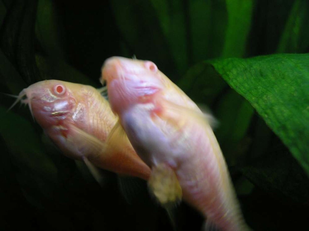 Lekande Corydoras Aeneus