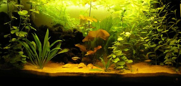 110 l akvariet