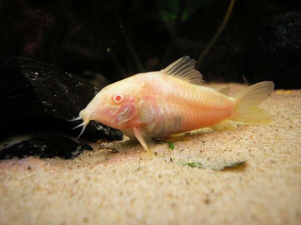 Albino corydoras aeneus