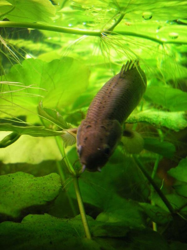 Bichir