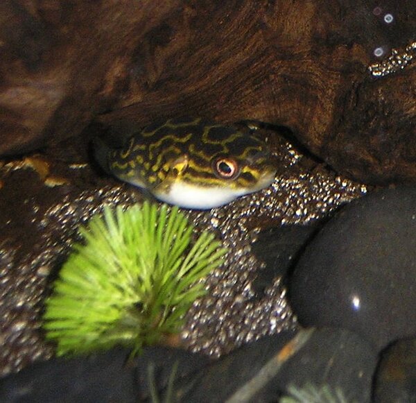 Figure Eight Kulfisk - Tetraodon biocellatus