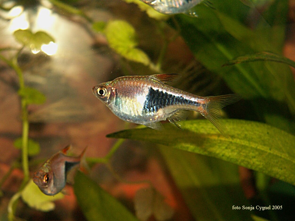 Kilfläcksrasbora