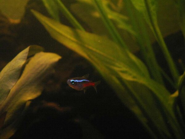 NeonTetra