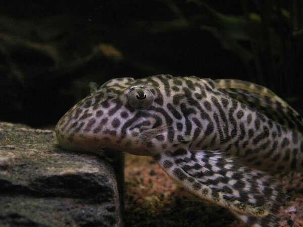 Hypancistrus sp. "L 066" King Tiger Pleco