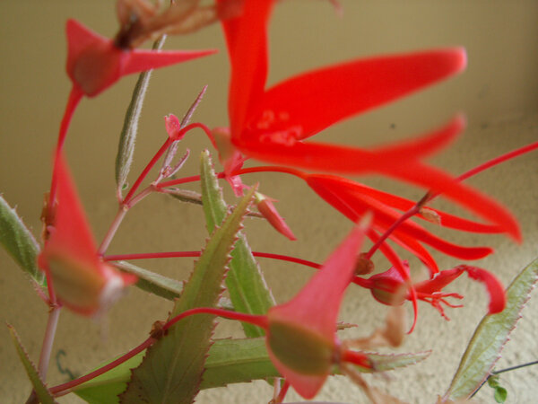 begonia Drak-någonting?