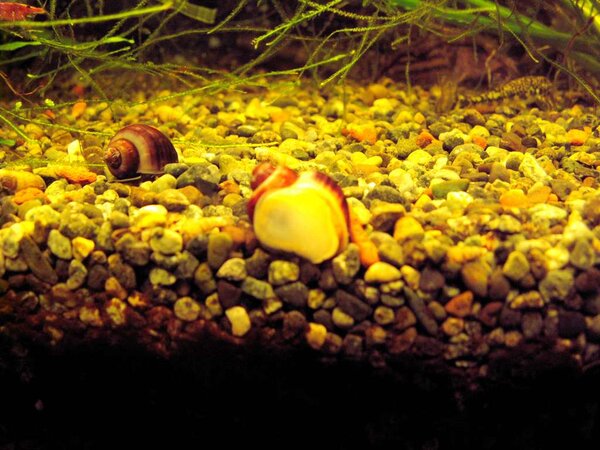 snailshrimp