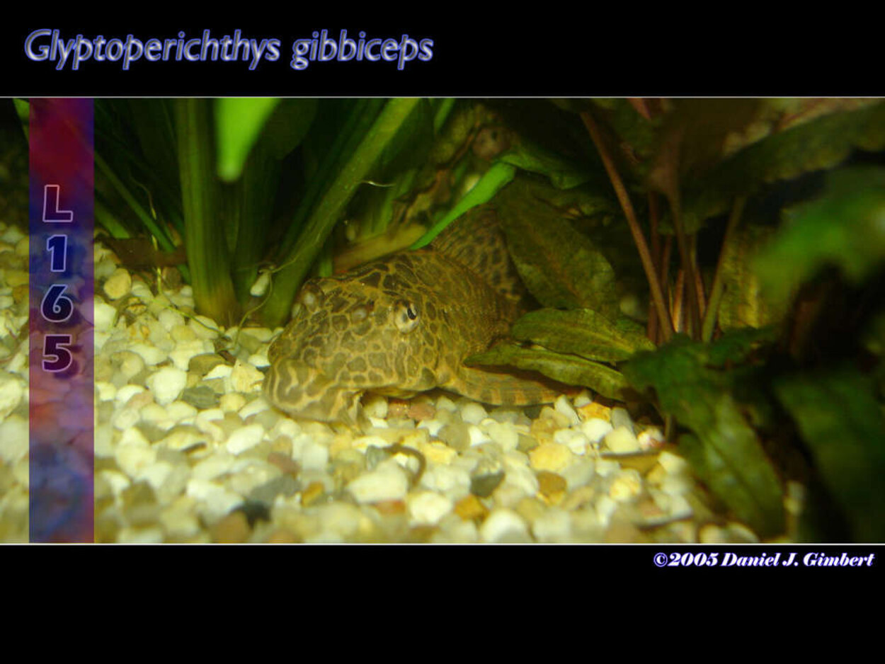 Glyptoperichthys gibbiceps