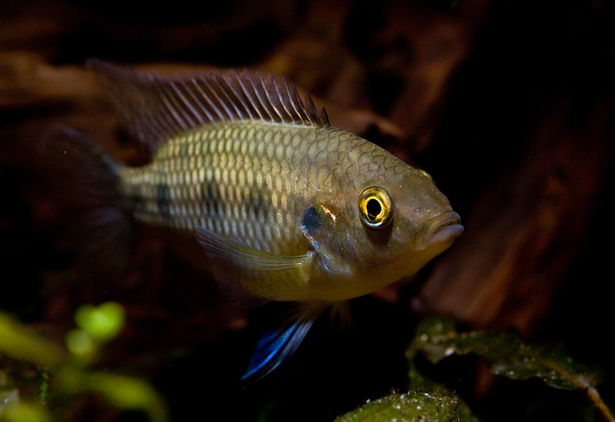 Thysochromis ansorgii