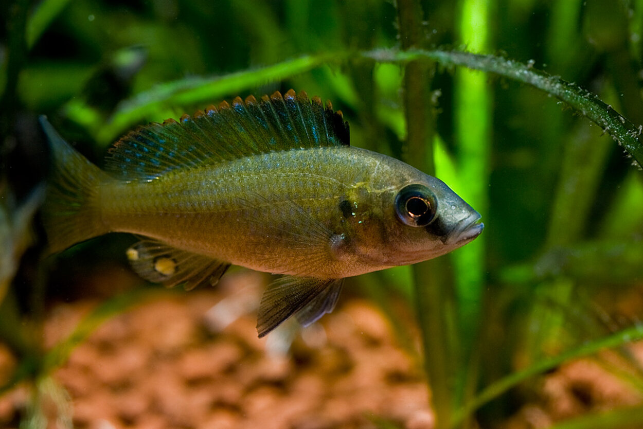 Thoracochromis brauschi