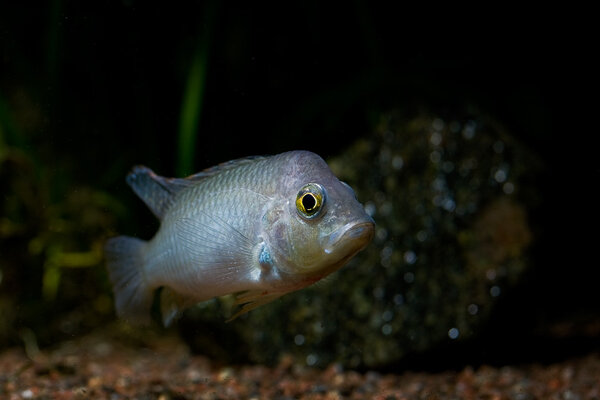 Haplochromis polli-hane