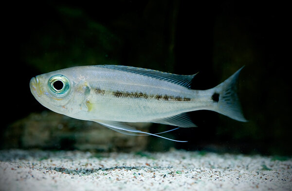 Haplotaxodon microlepis