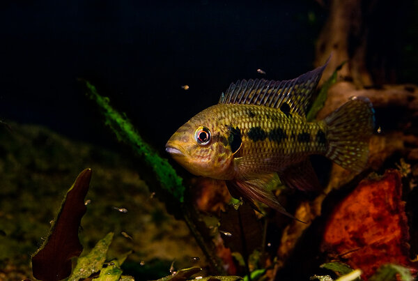 Pelmatochromis nigrofasciatus