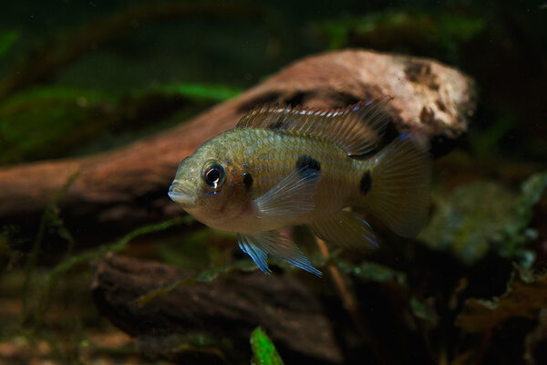 Anomalochromis thomasi -hane