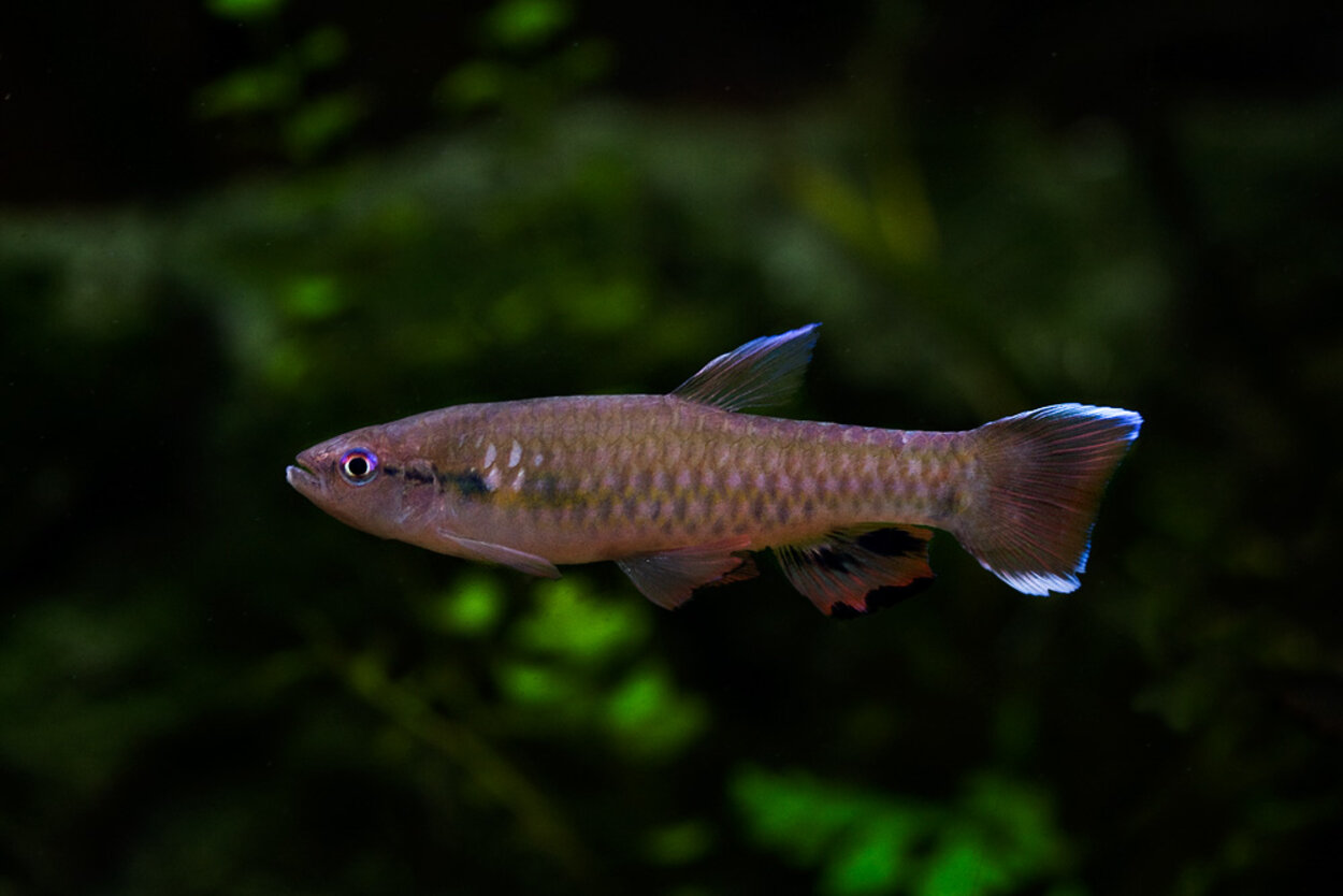 Pyrrhulina spilota