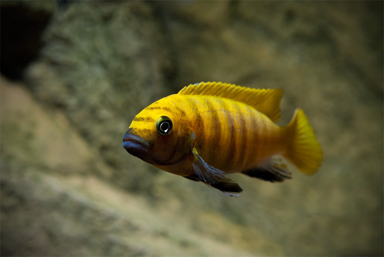 Metriaclima sp. "Zebra Gold", Kawanga