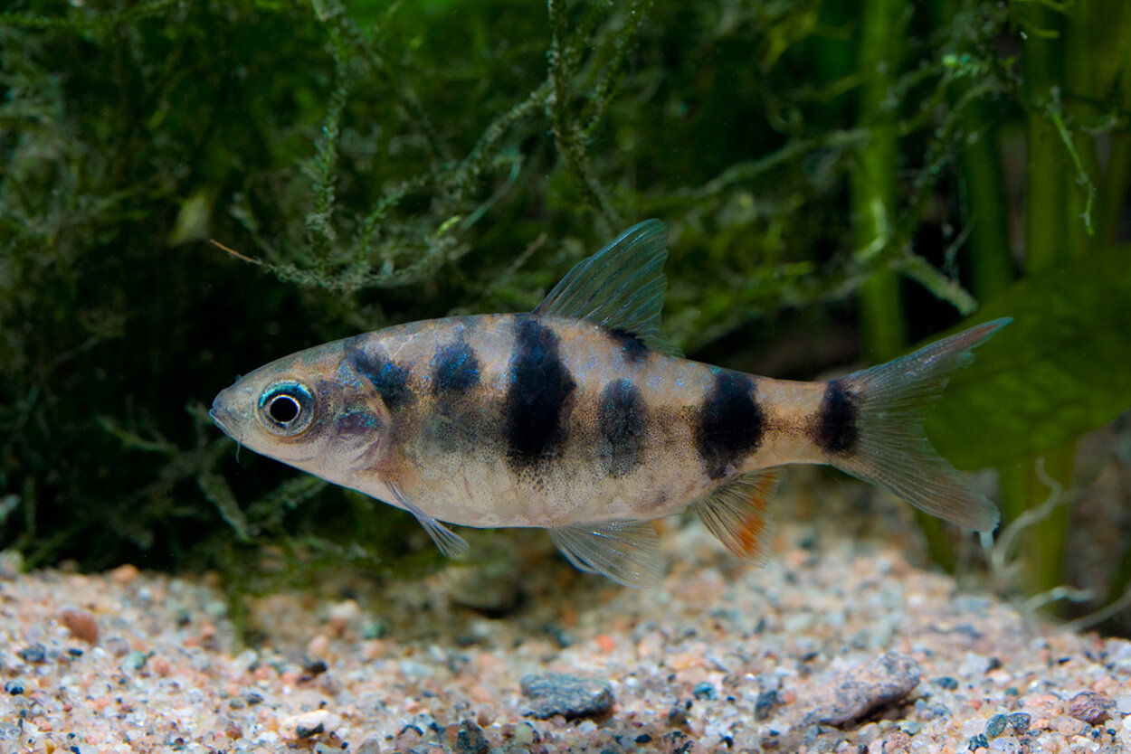 Puntius sahyadriensis