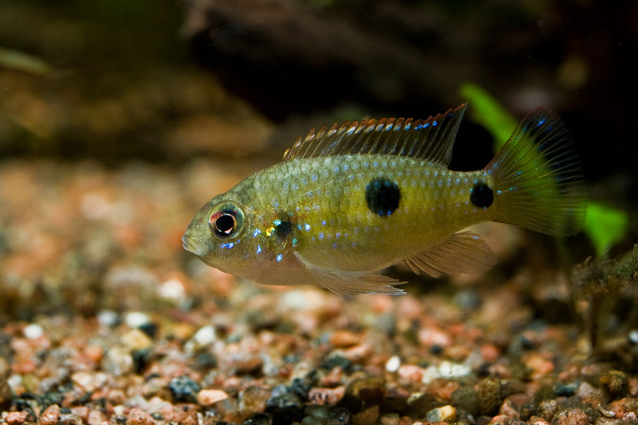 Anomalochromis thomasi -hona