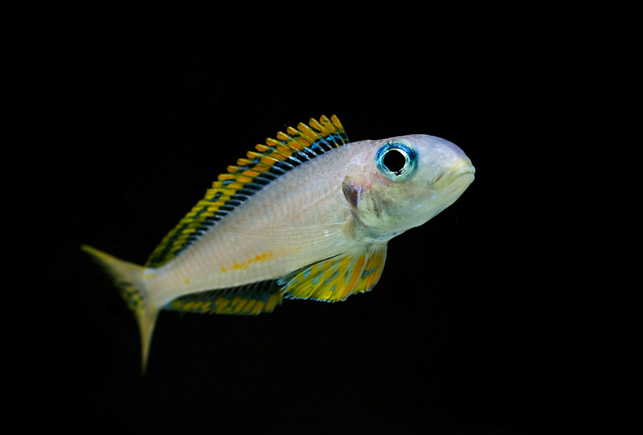 Xenotilapia flavipinnis, Kasanga