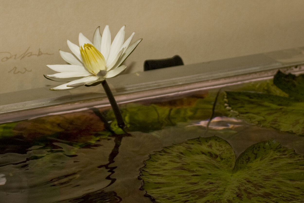 Nymphaea lotus (zenkeri)