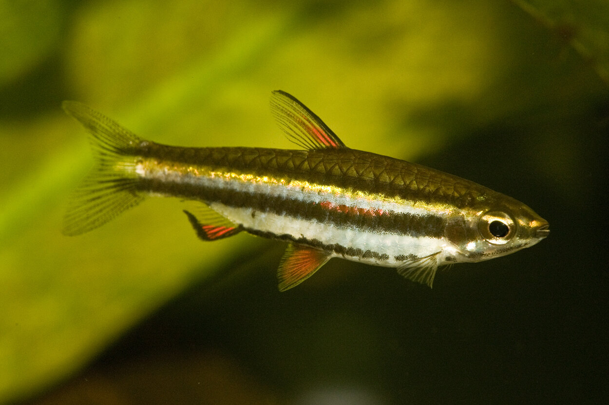 Smycketetra - Nannostomus trifasciatus