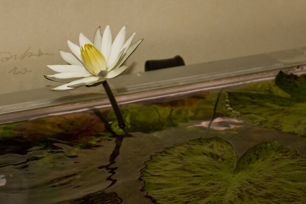 Nymphaea lotus (zenkeri)