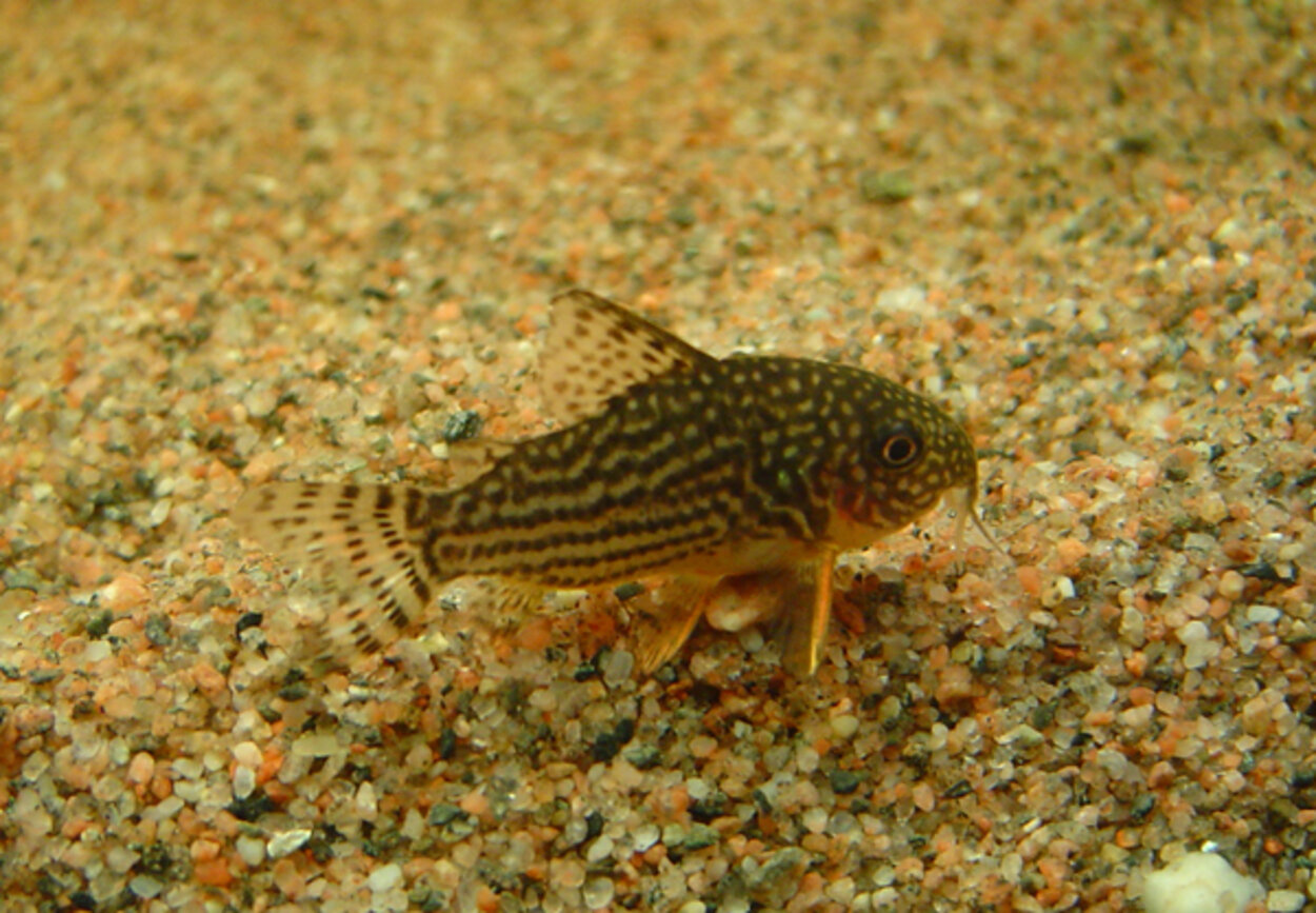 Corydoras sterbai