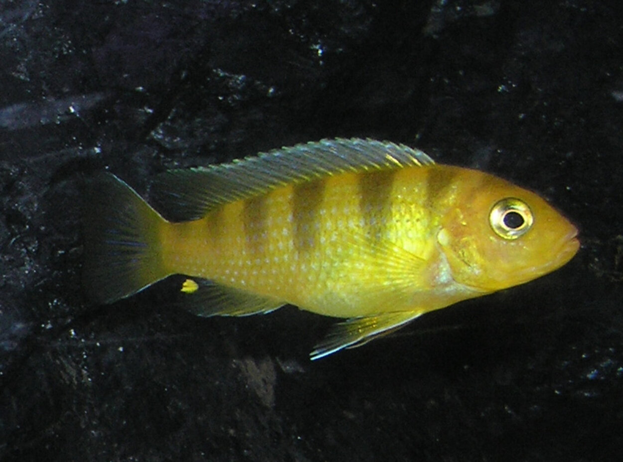 Metriaclima lombardoi