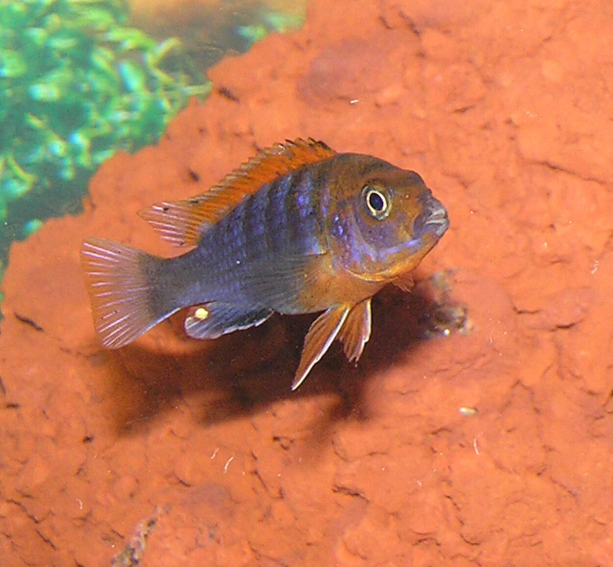 Labidochromis sp. röd hongi