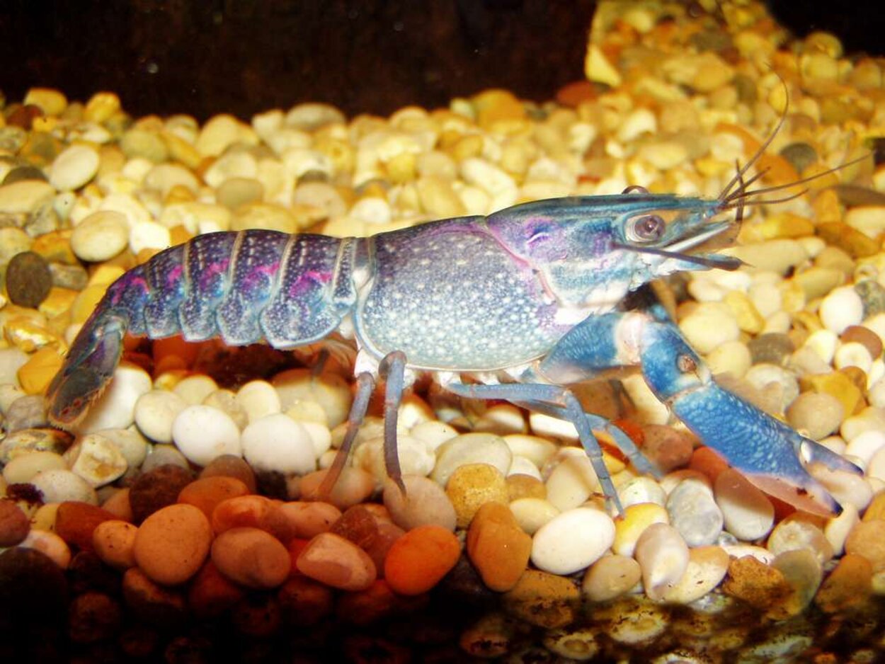 Cherax quadricarinatus