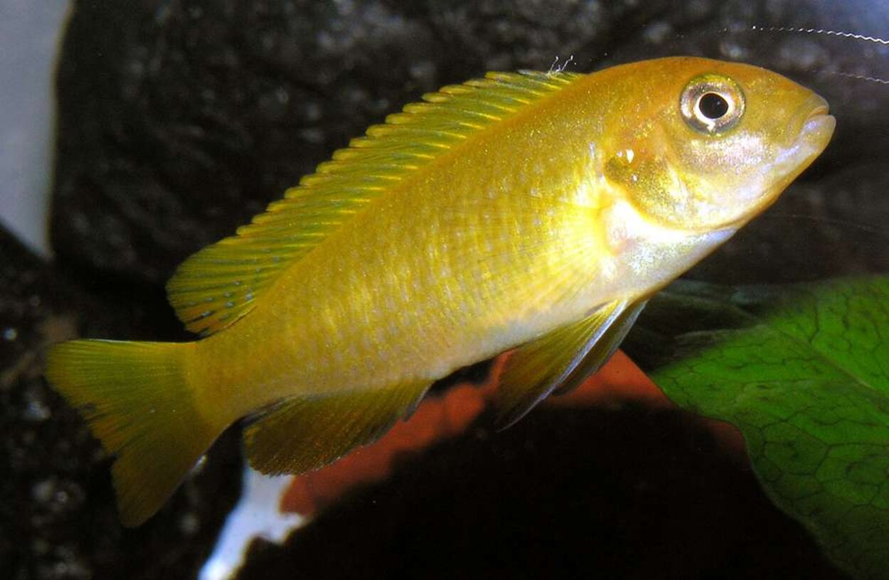 Melanochromis johanni