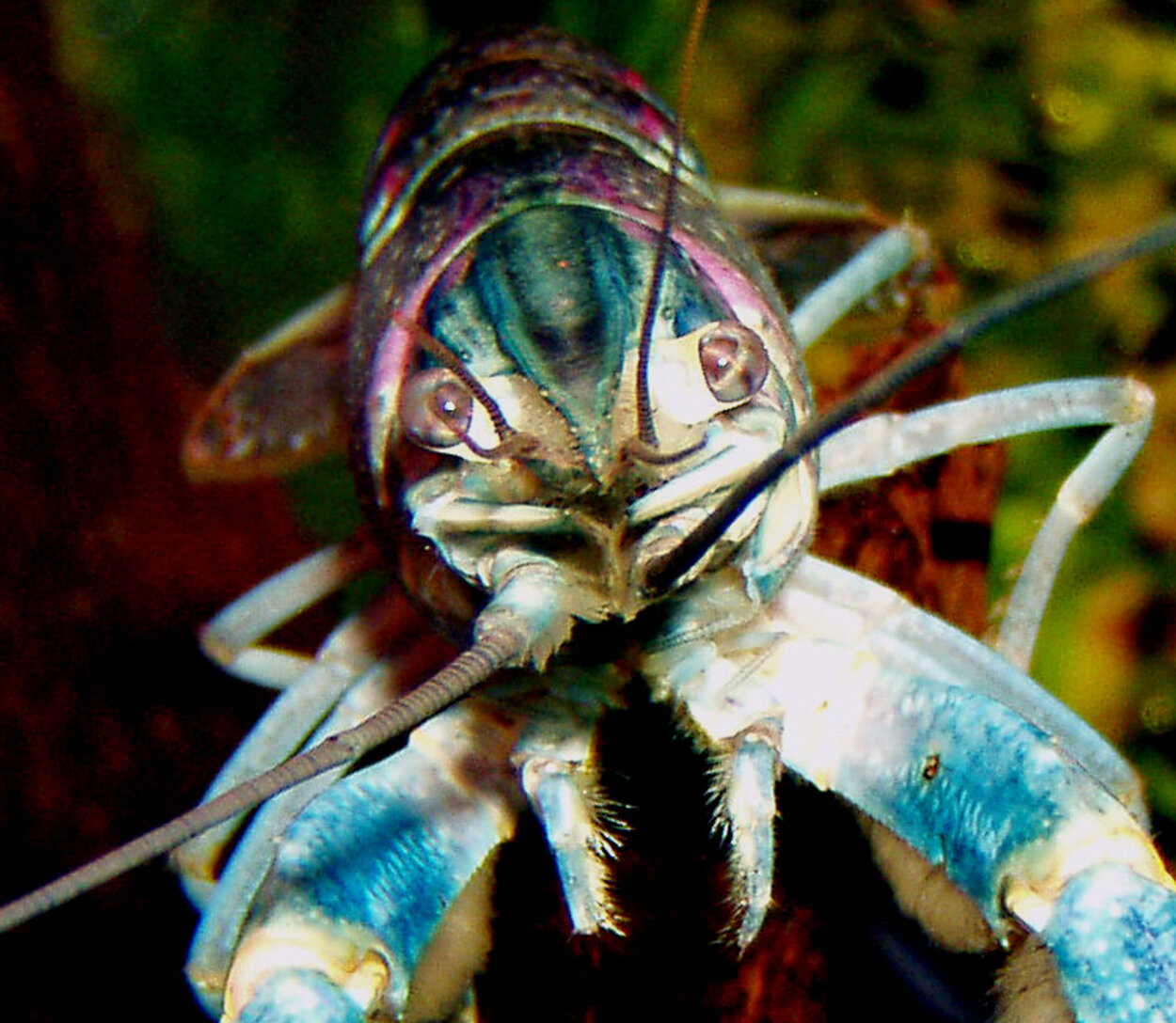 Cherax quadricarinatus