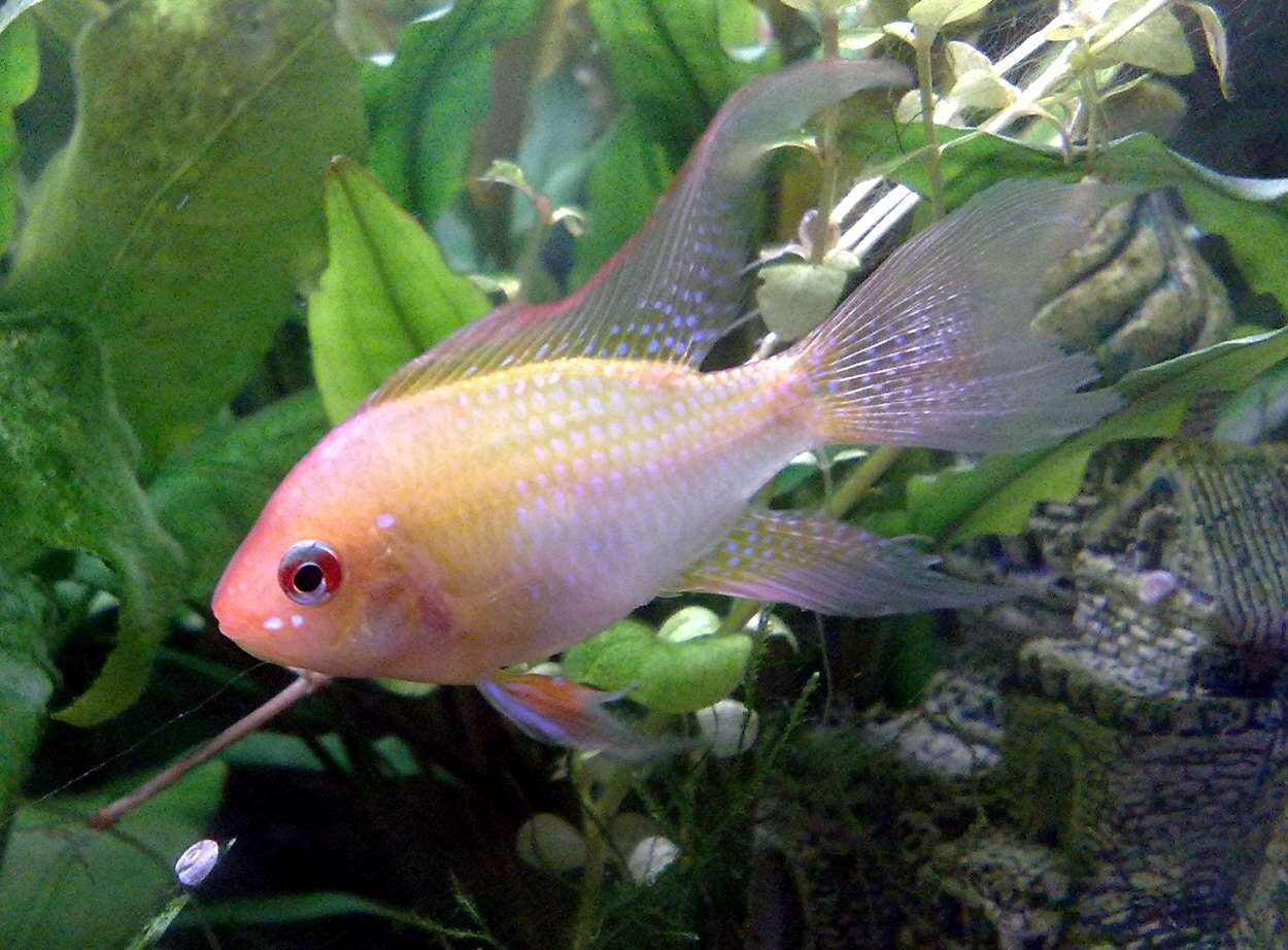 Mikrogeophagus ramirezi