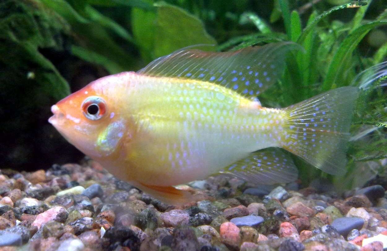 Mikrogeophagus ramirezi