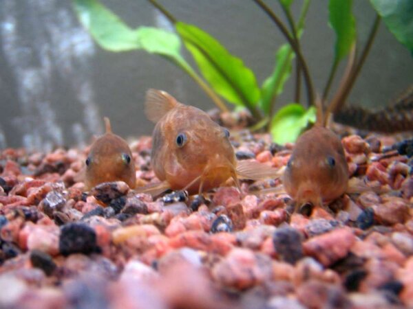 Corydoras aeneus