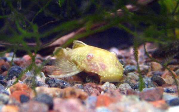 Ancistrus sp. albino/guldancistrus