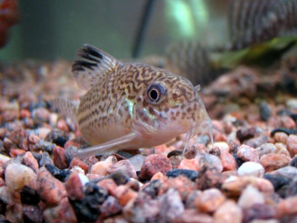 Corydoras julii