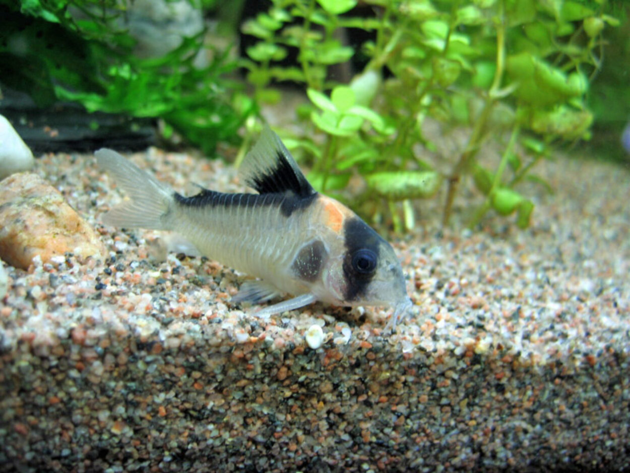 Corydoras C121