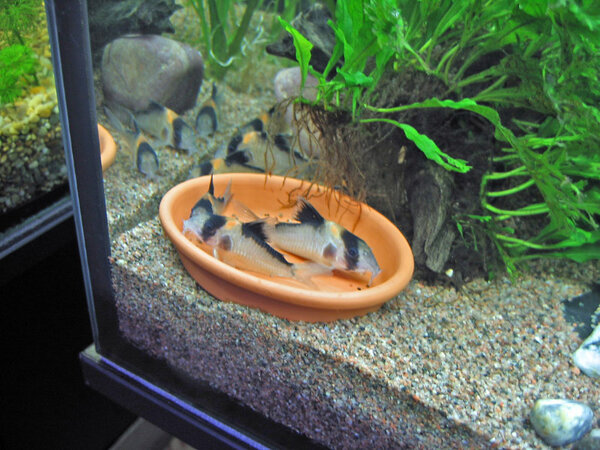 Pansarmal Corydoras C121