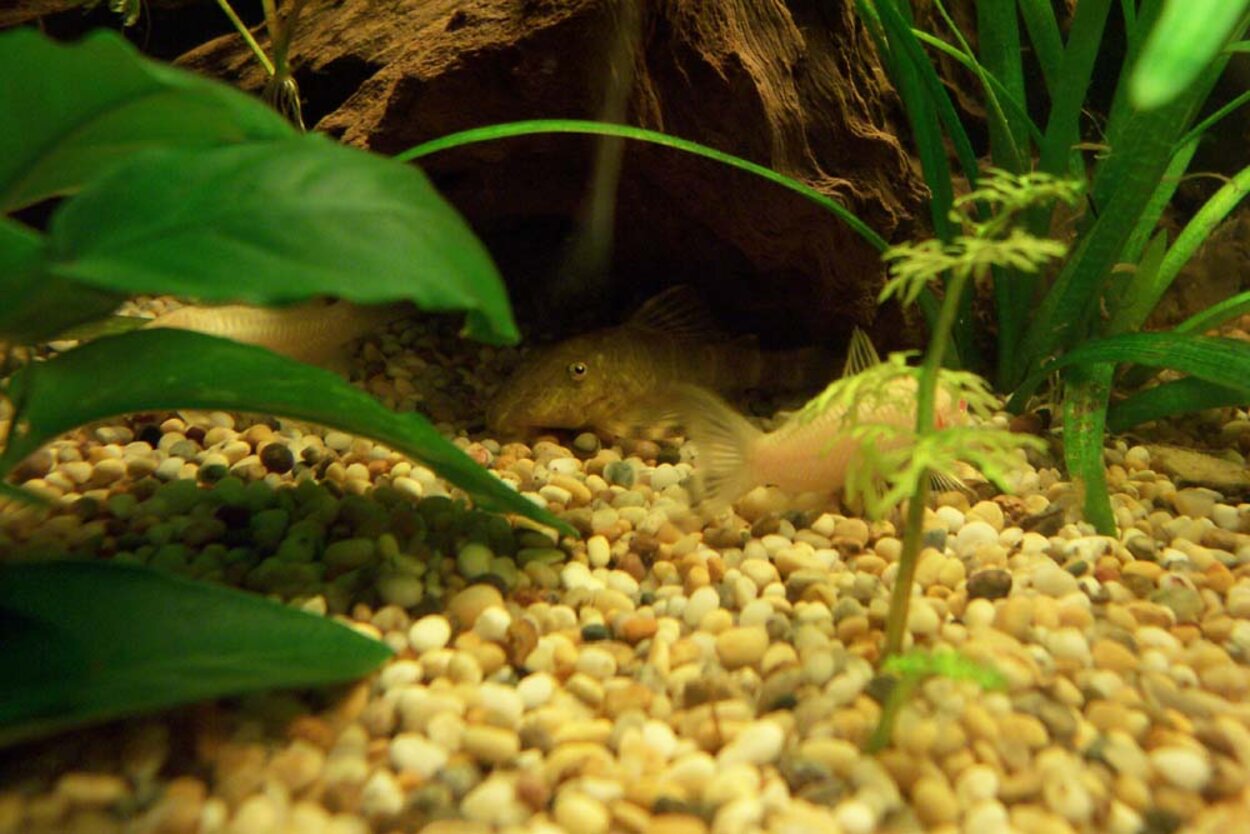 Panaque maccus & corydoras