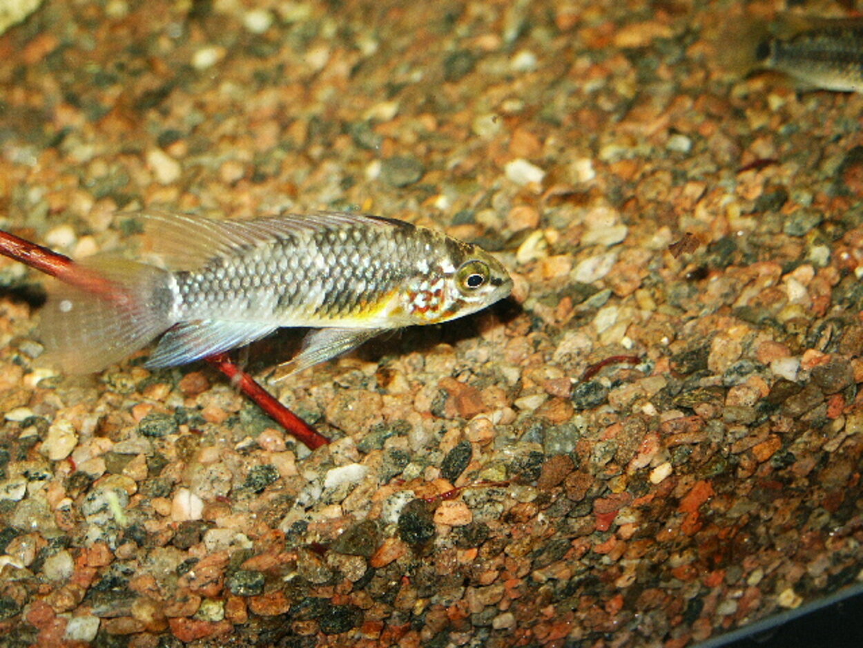 Apistogramma sp orange belly