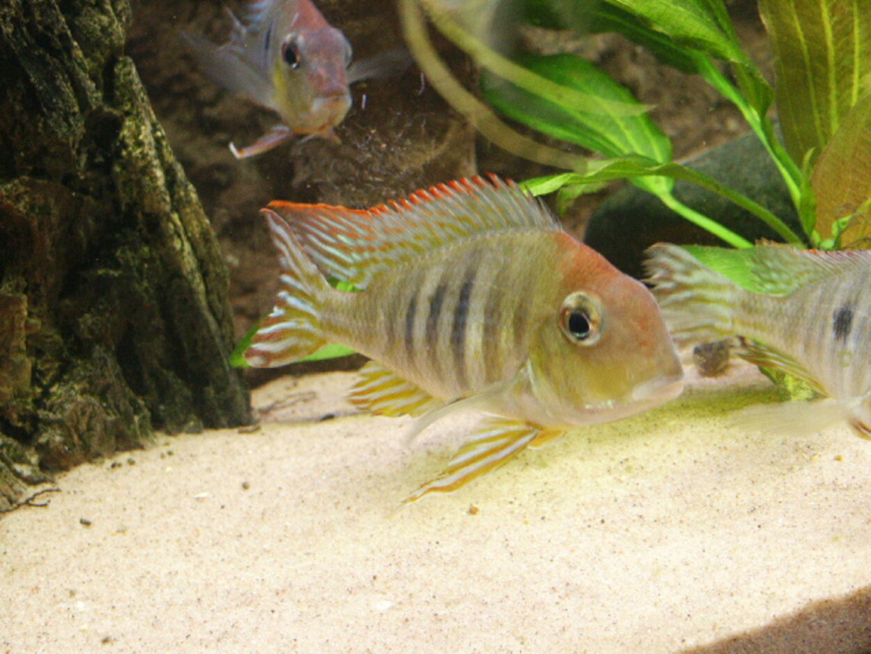 Geophagus sp. 