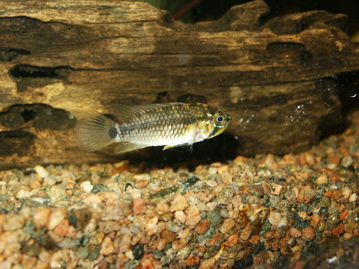 Apistogramma