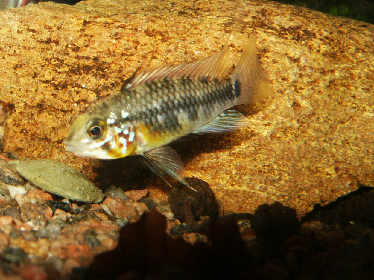 Apistogramma sp orange belly