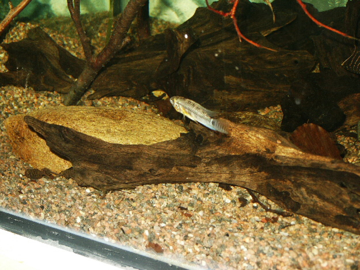 Apistogramma sp orange belly