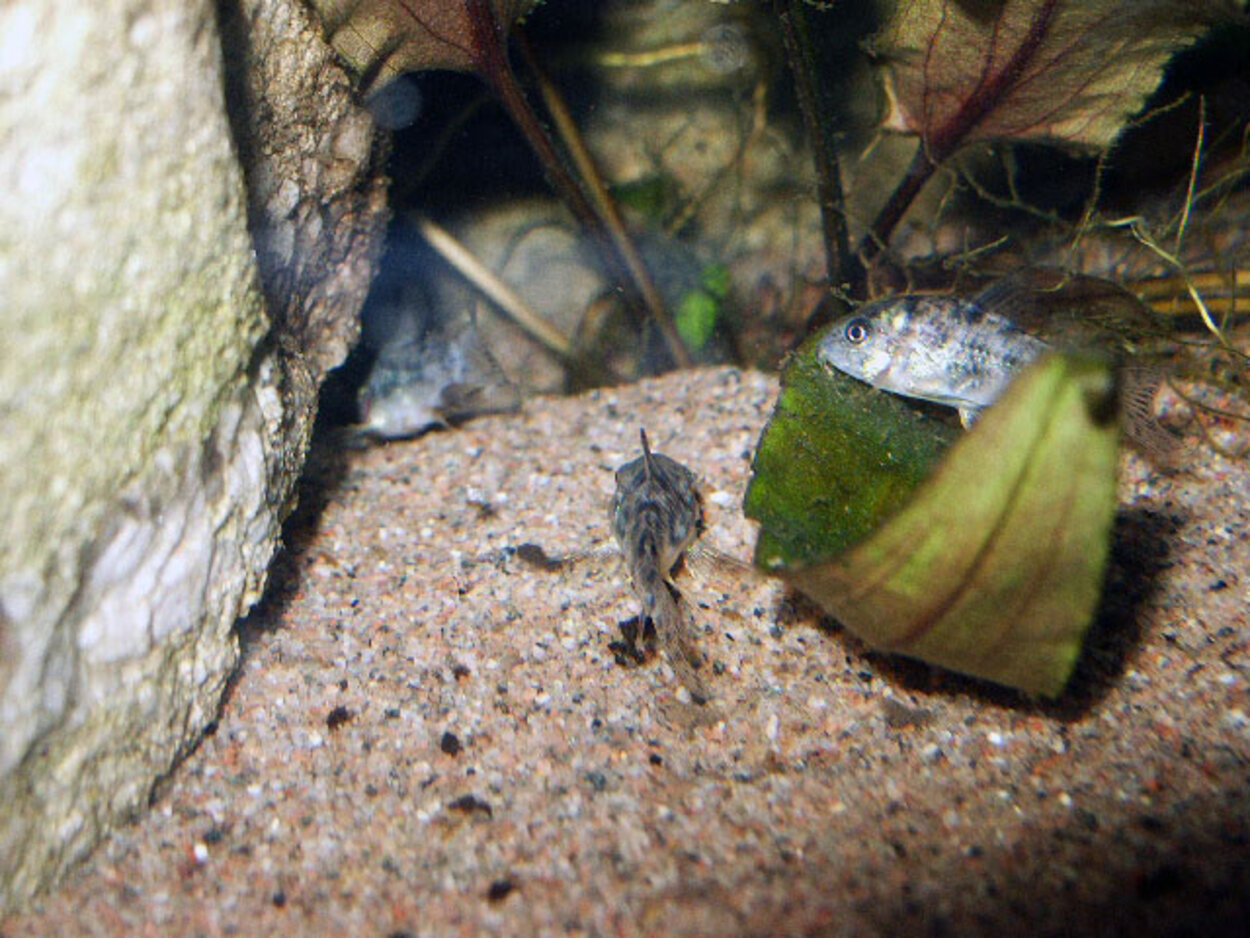 Corydoras paleatus