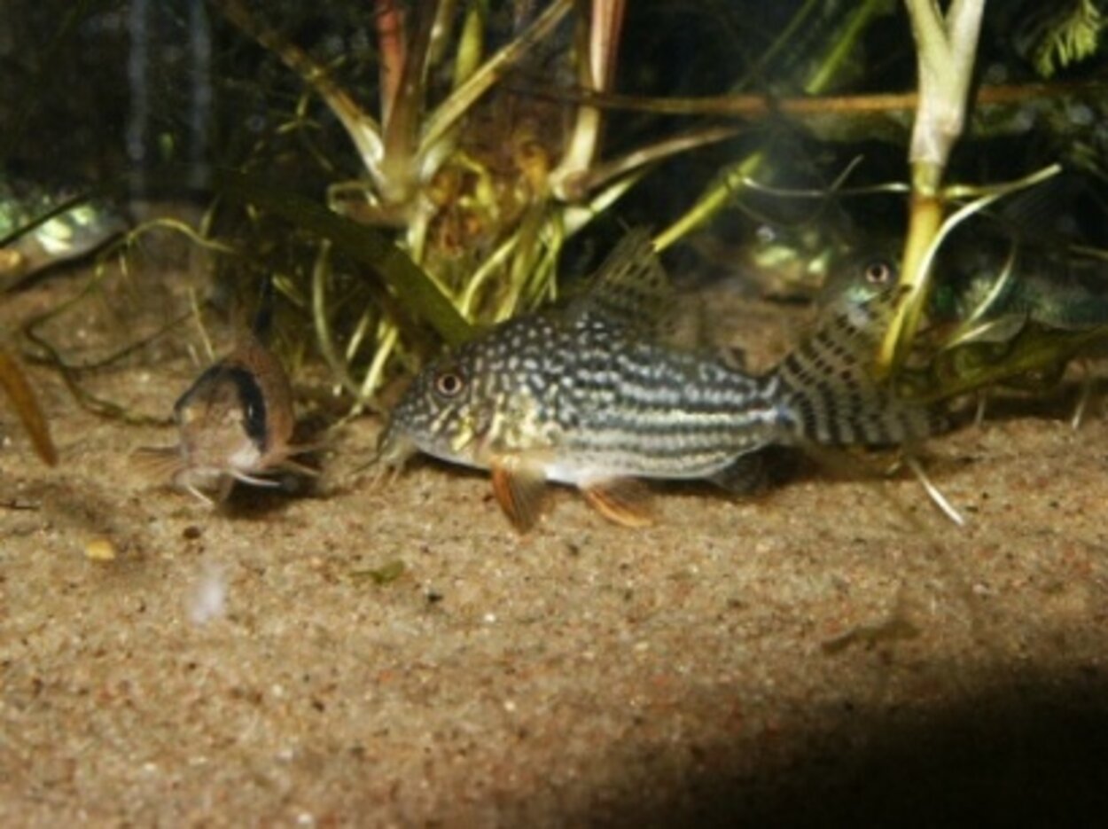 Corydoras sterbai