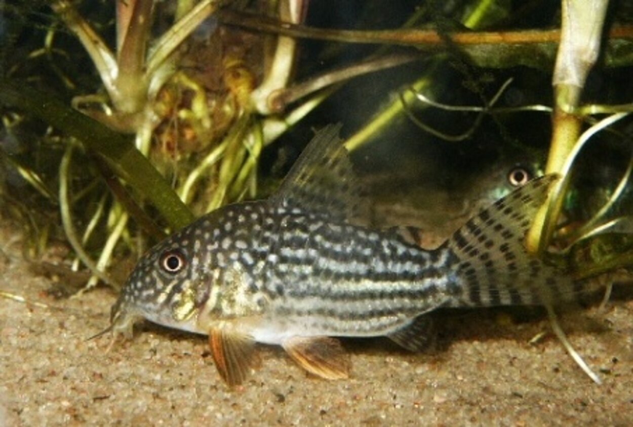 Corydoras sterbai